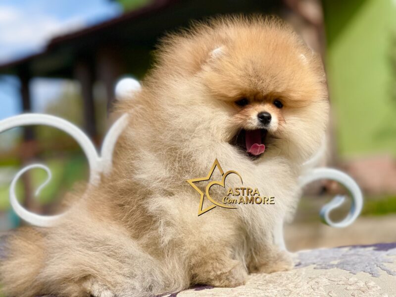Astra con amore